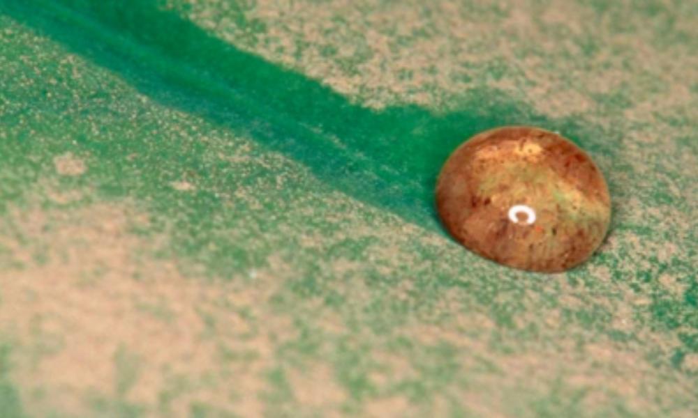 Schmutz wird von Wassertropfen auf Lotusblatt entfernt